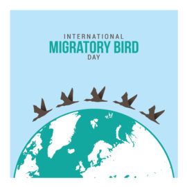 Migratory Birds Day